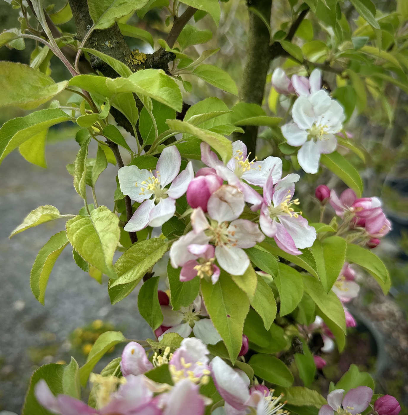 Голден Хорнет
