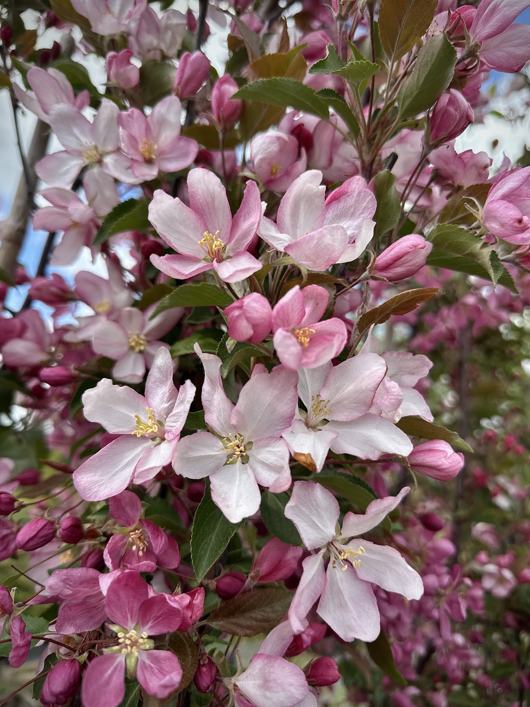 Ред Обелиск