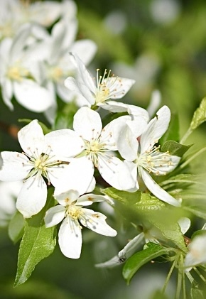 Брауэрс Бьюти