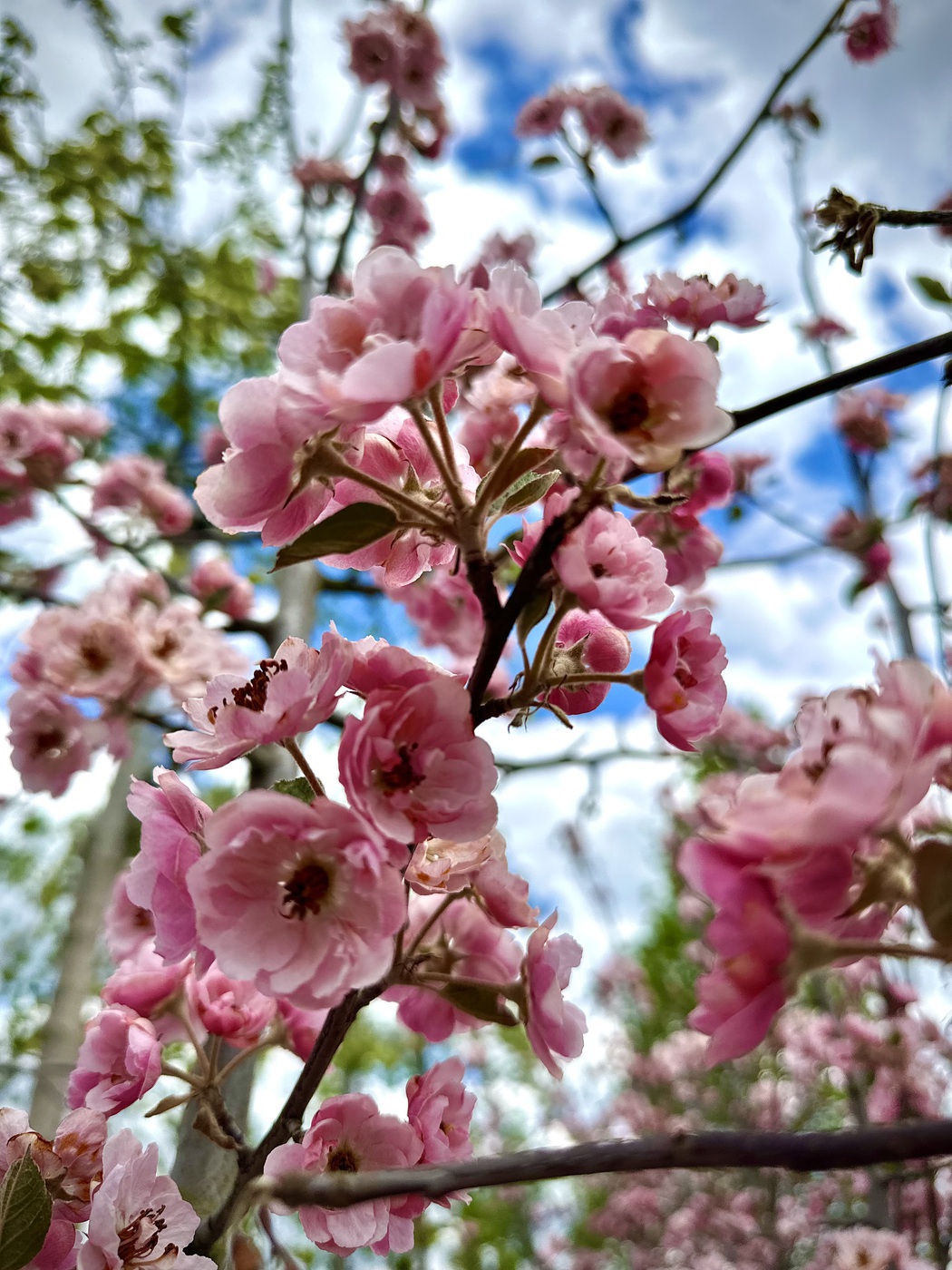 Брэнди Меджик