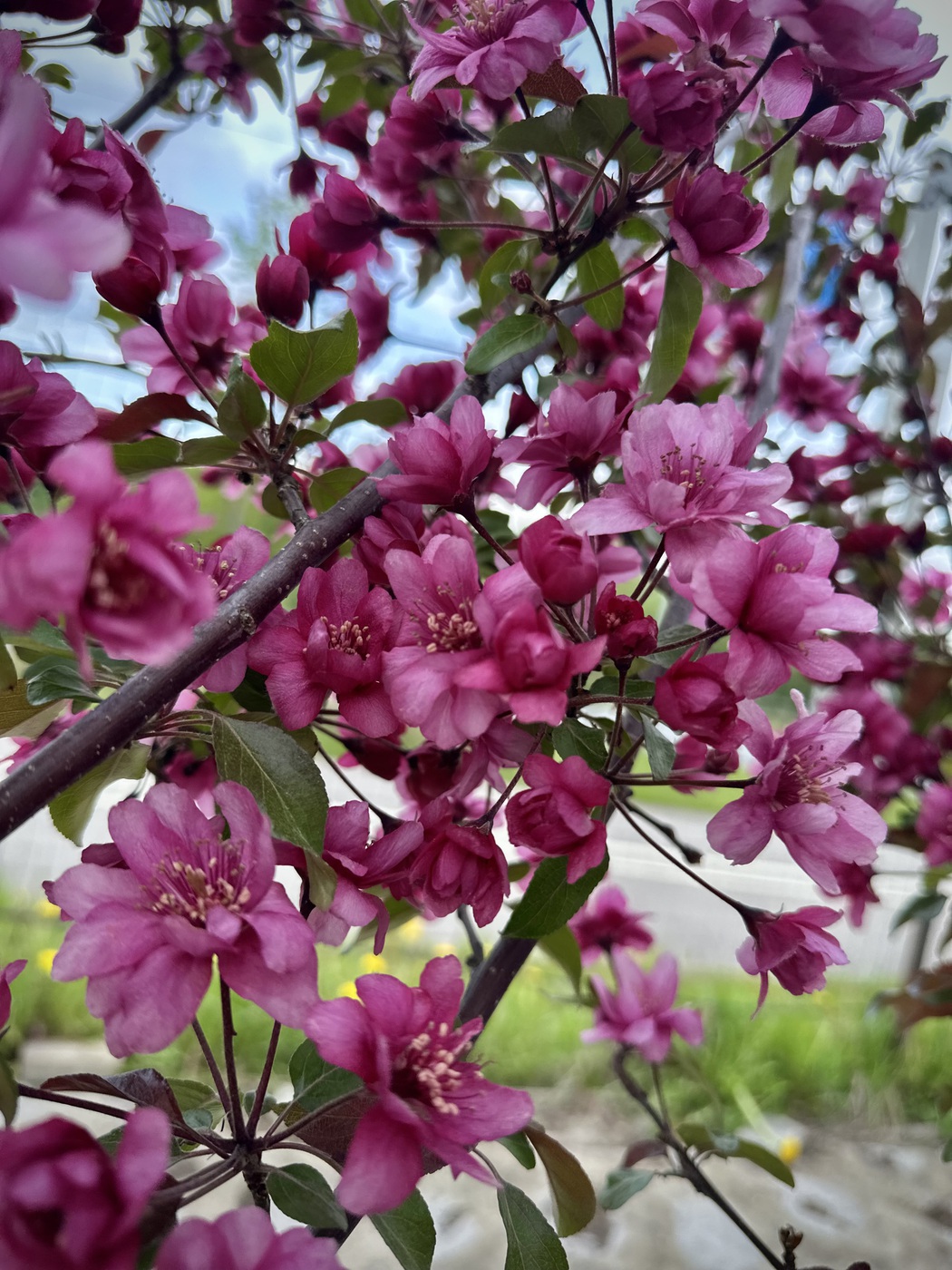 Яблоня декоративная