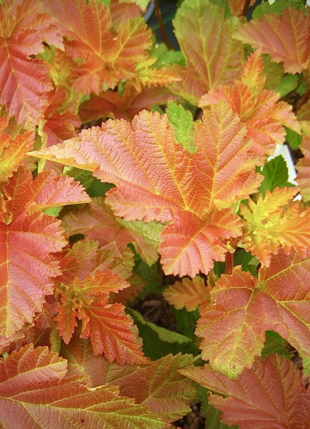 Эмбер Джубили