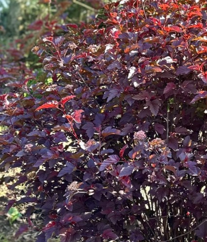 Леди ин Ред