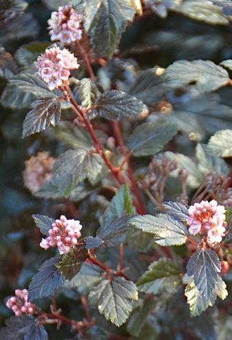 Литл Джокер