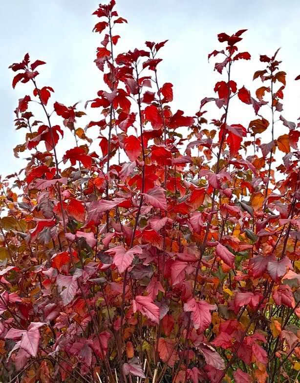 Пузыреплодник в ассортименте