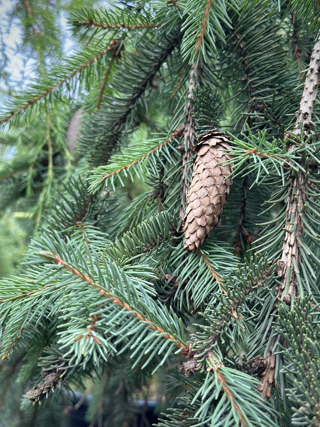 Ель Акрокона