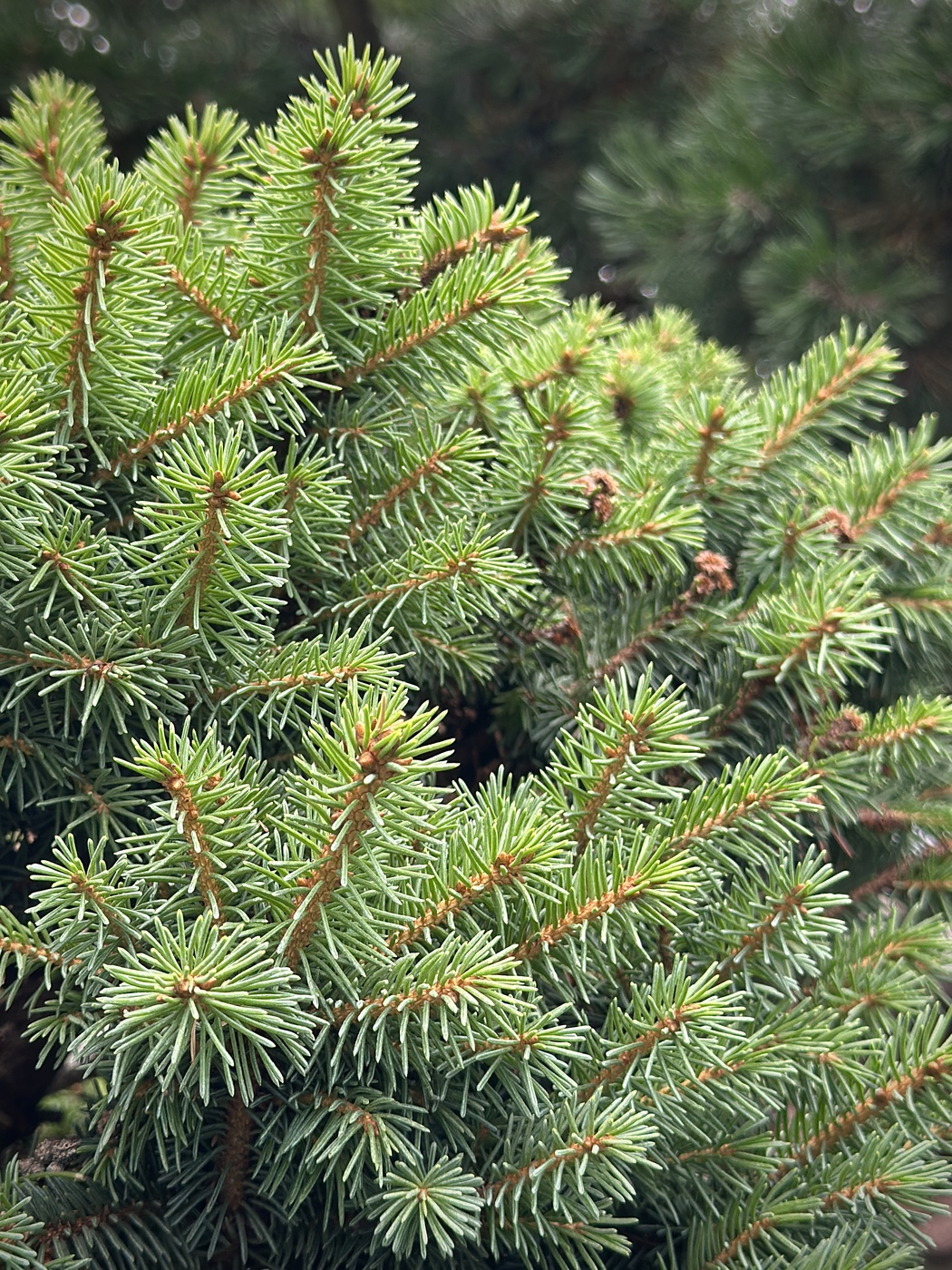 Ель Циллерталь