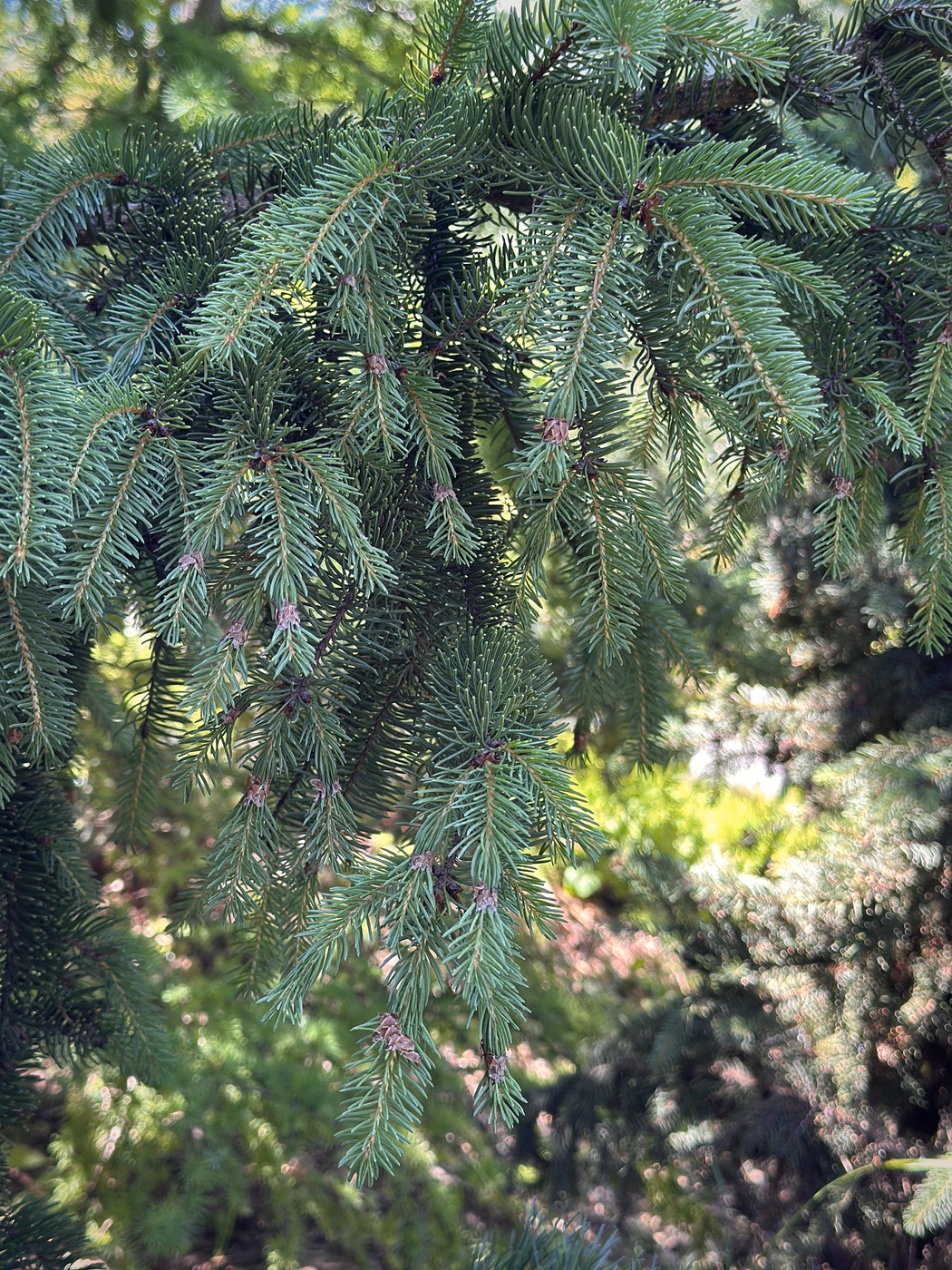 Ель Ауреа