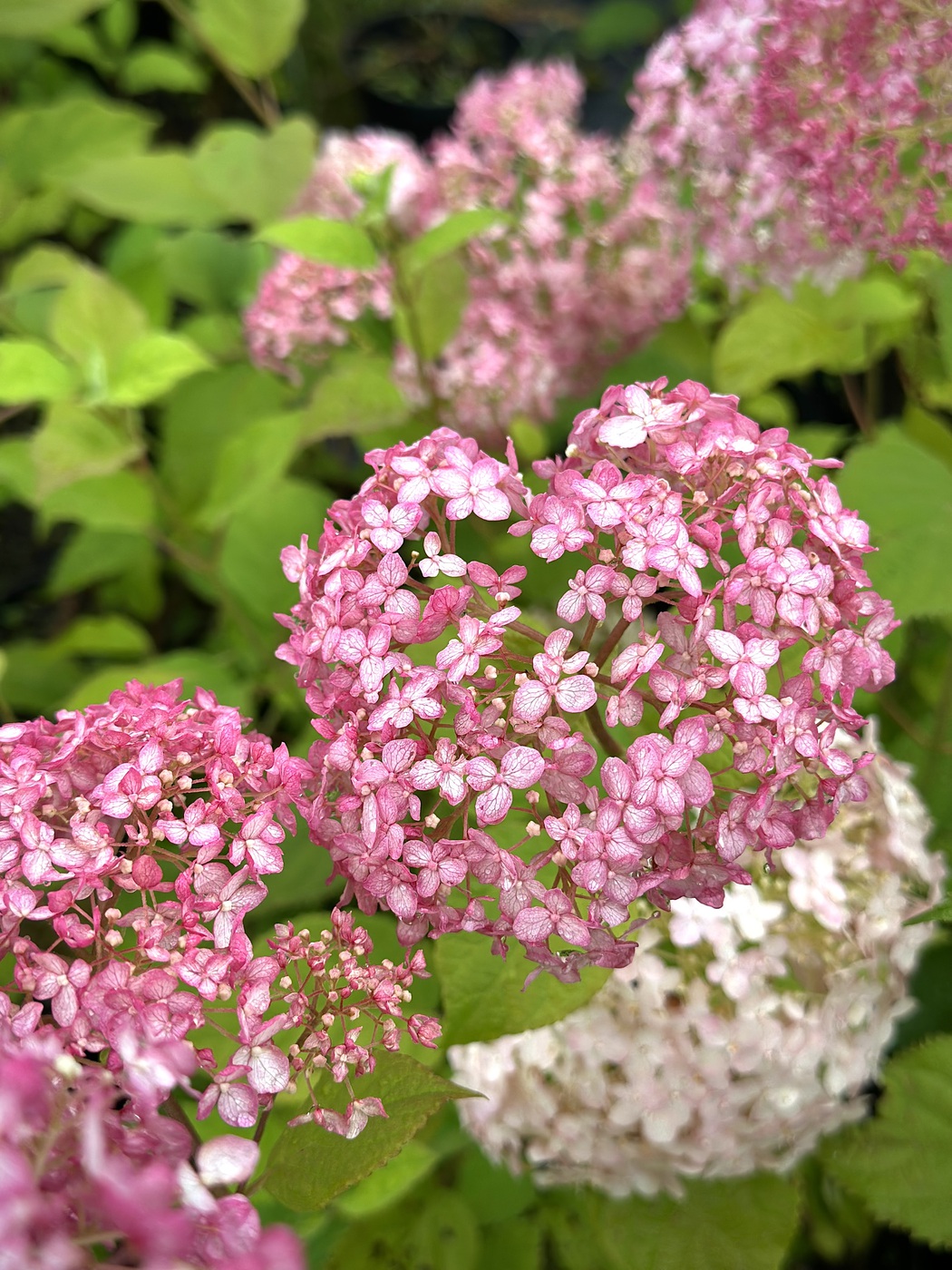 Гортензия древовидная Кэндибелль Бабблгам (Candybelle Bubblegum)