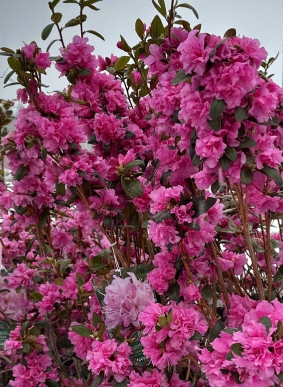 Рододендрон гибридный даурский Стаккато (Staccato)