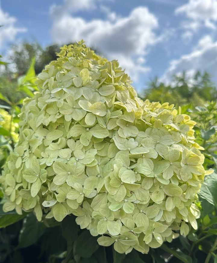 Гортензия метельчатая Литл Споки (Little Spooky)