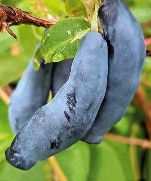 ♛Жимолость канадская Блю Банана (Blue Banana) C3