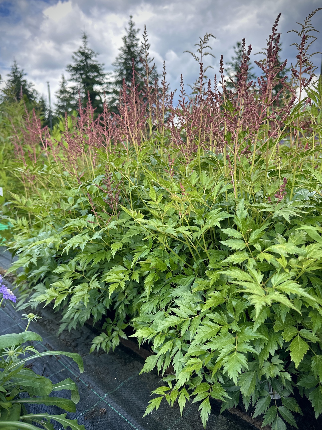 Астильба японская Майнц (Mainz)
