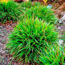 ♛Ожика лесная С3