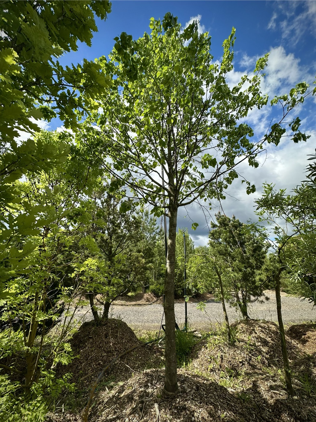 Липа мелколистная (Tilia cordata)