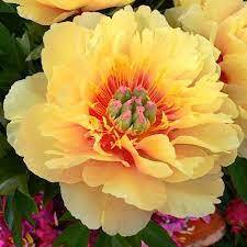 ★Пион Ито-гибрид `Garden Treasure` С15