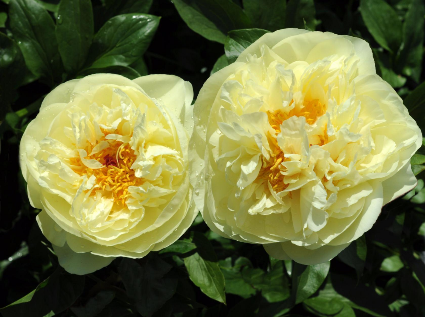 ★Пион травянистый `Lemon Chiffon` C15