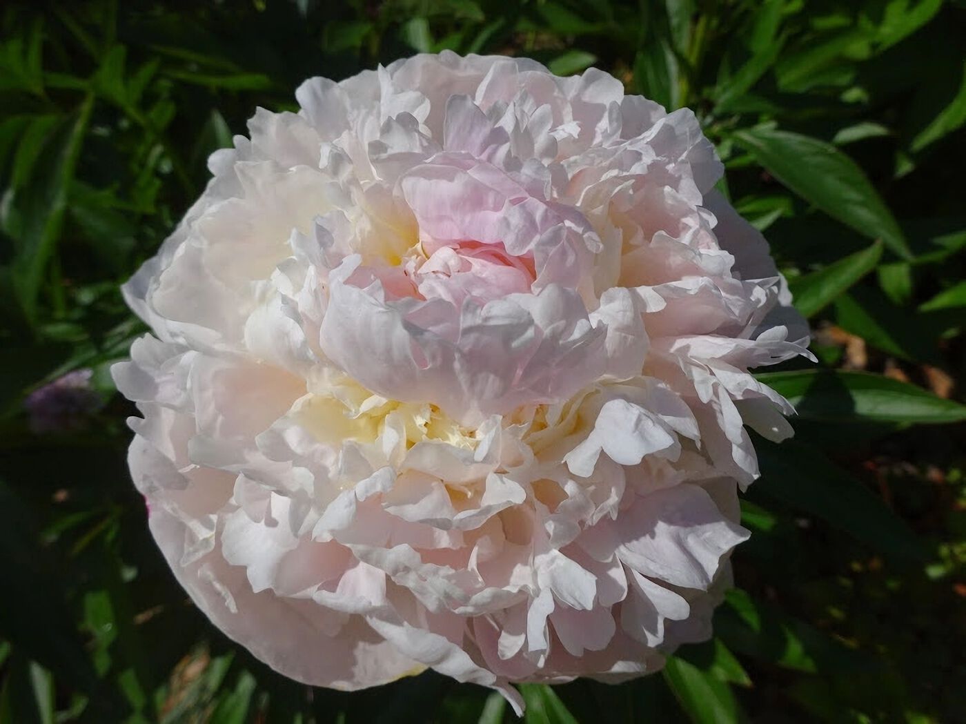 ★Пион молочноцветковый `Blush Queen` C15