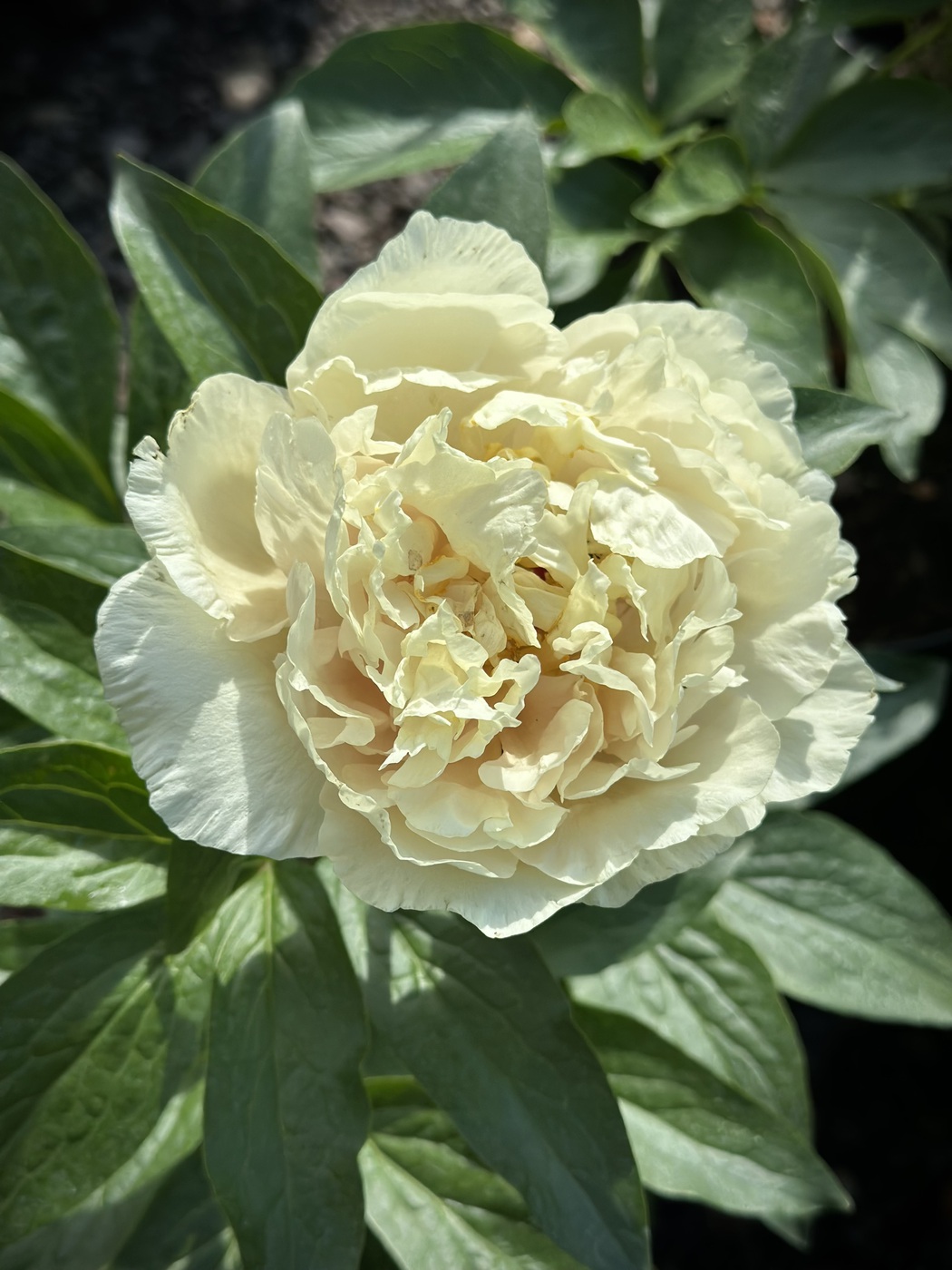 ★Пион травянистый `Blonde Vision` C15