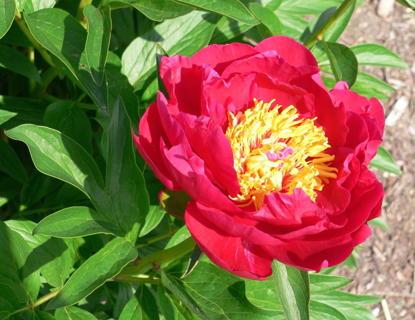 ★Пион травянистый `Paula Fay` C15