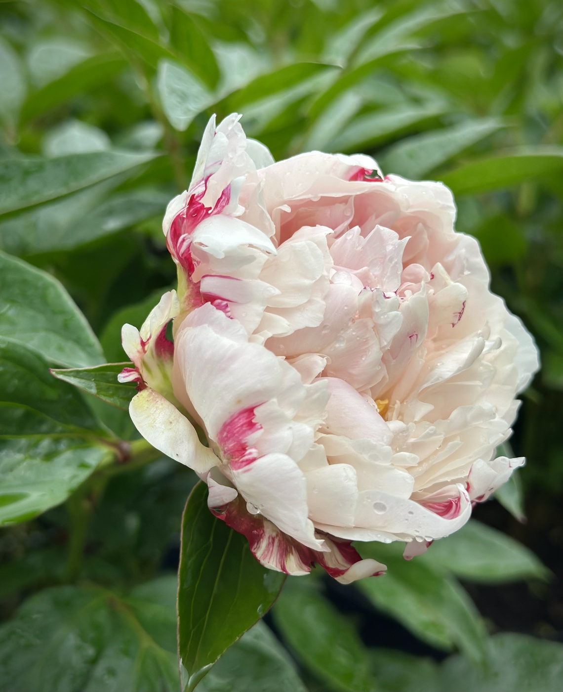 ★Пион травянистый `Class Act` C15