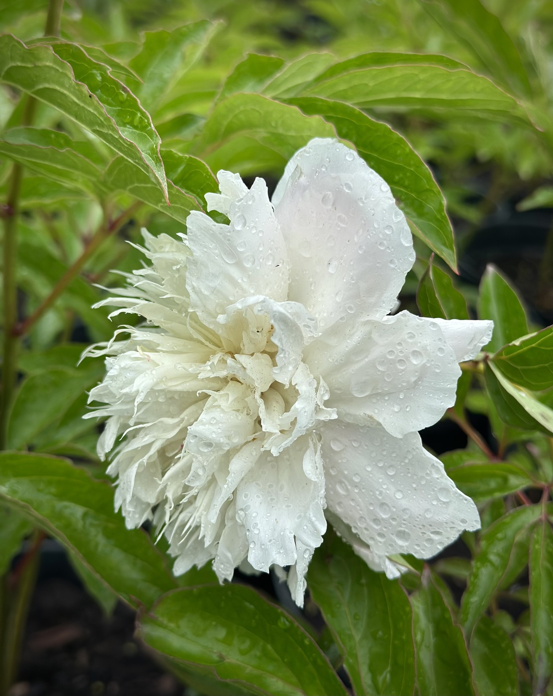 ★Пион травянистый `Festiva Maxima` C15