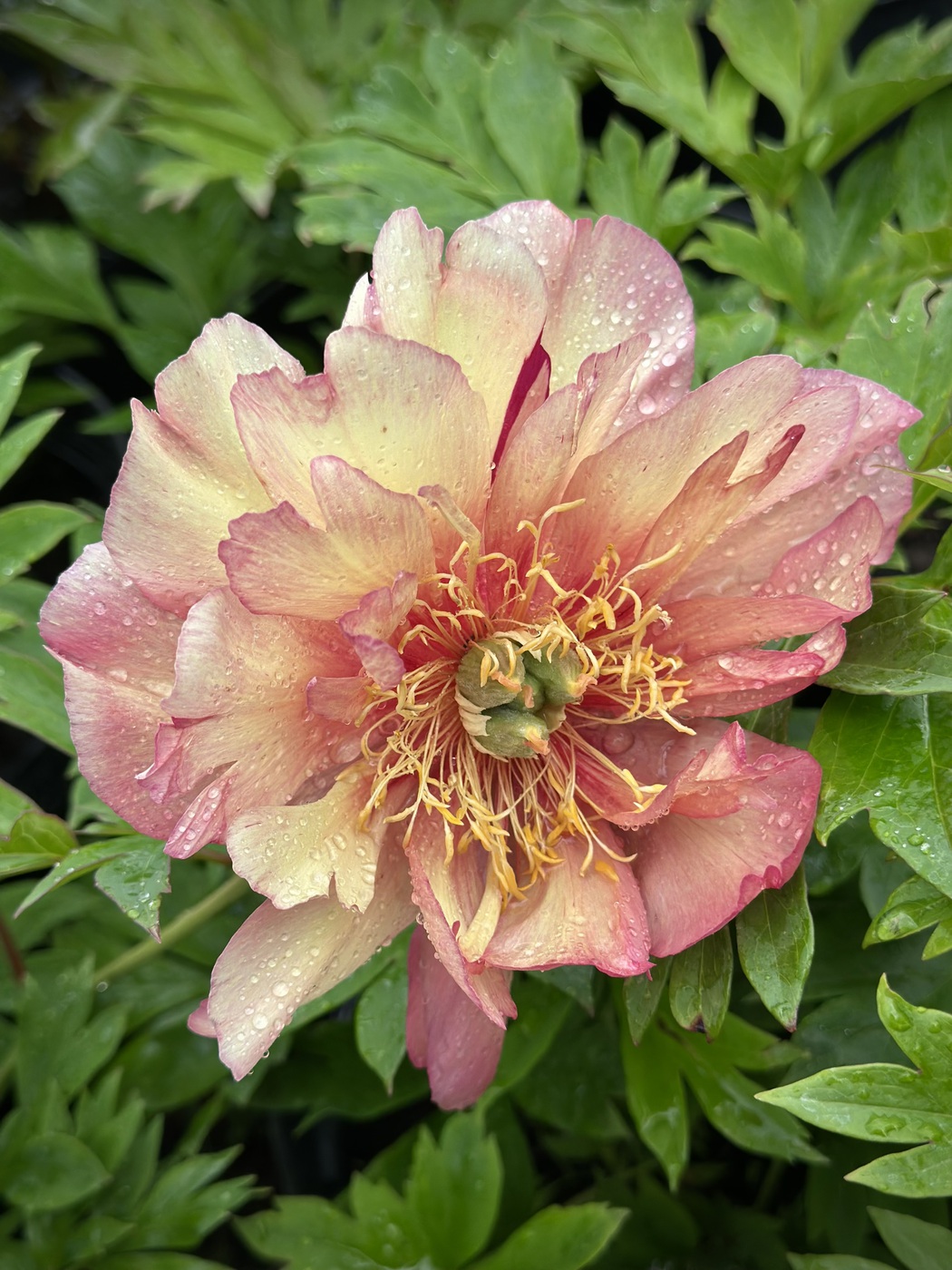 ★Пион Ито-гибрид `Julia Rose` С15