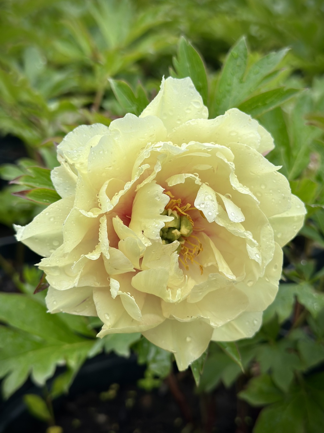 ★Пион Ито-гибрид `Canary Brilliant` С15