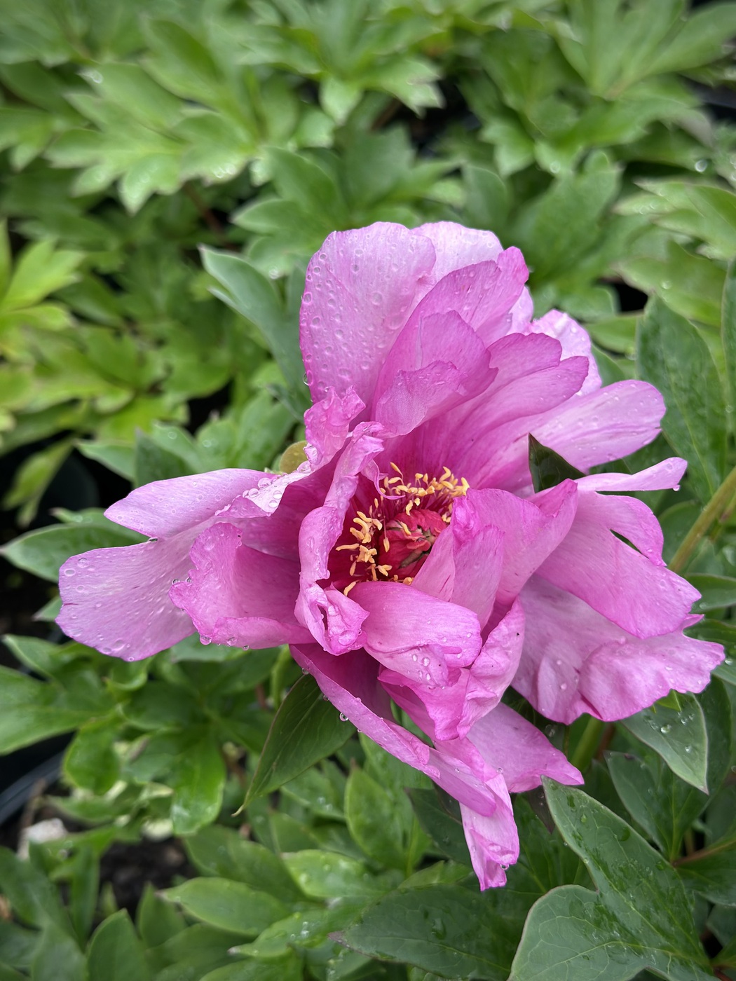 ★Пион Ито-гибрид`First Arrival` C15