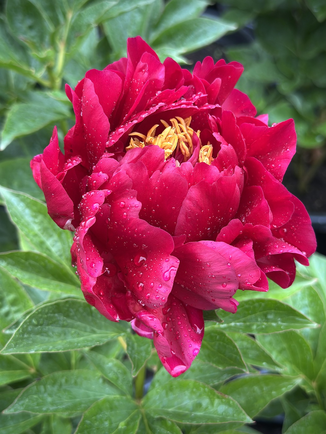 ★Пион травянистый `Carol` C25