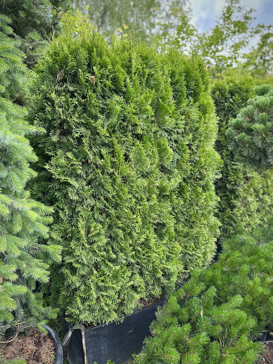 ★Туя западная `Smaragd` (Н120 L100 W40) БЖИ