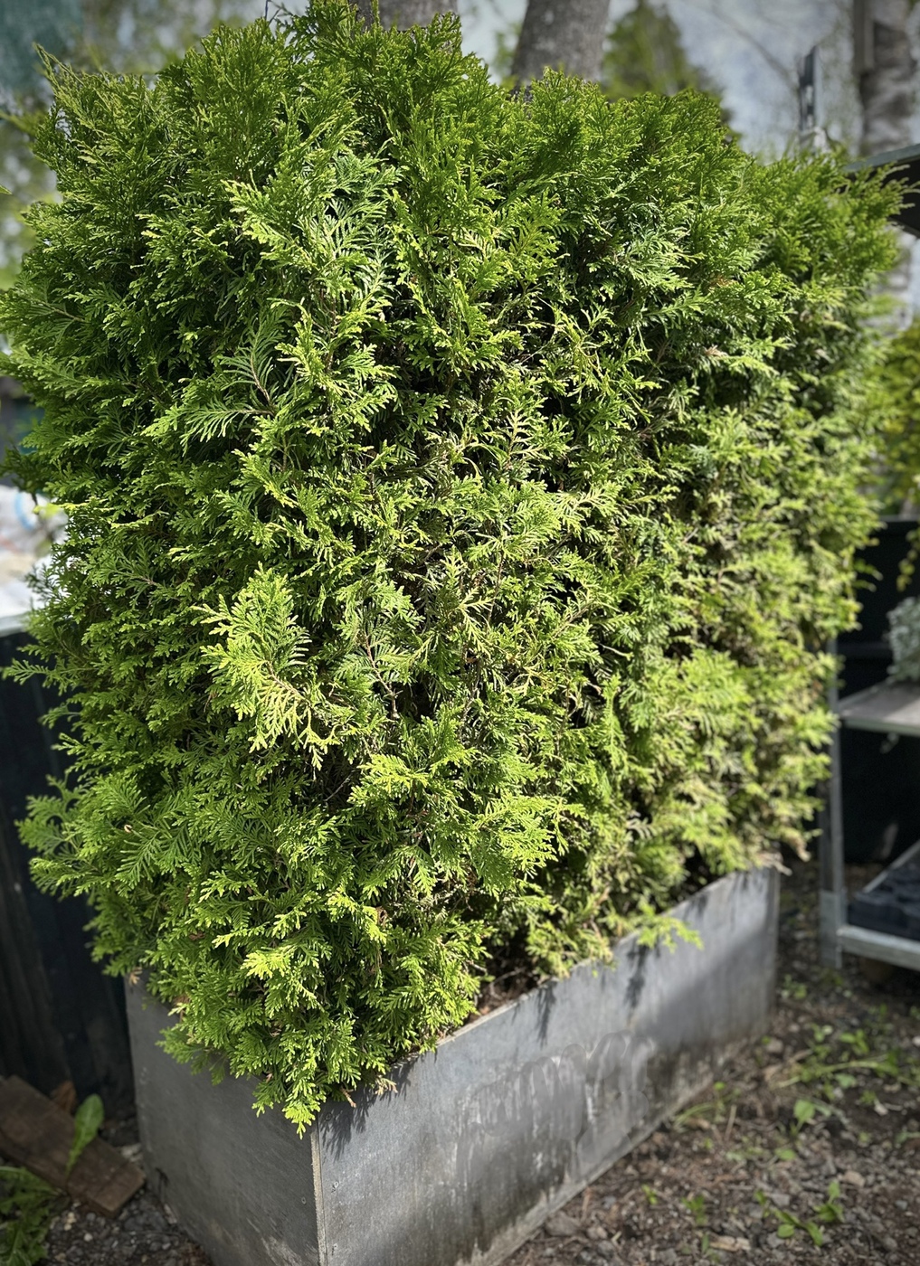 ★Туя западная `Brabant` (Н120 L120 W40) БЖИ