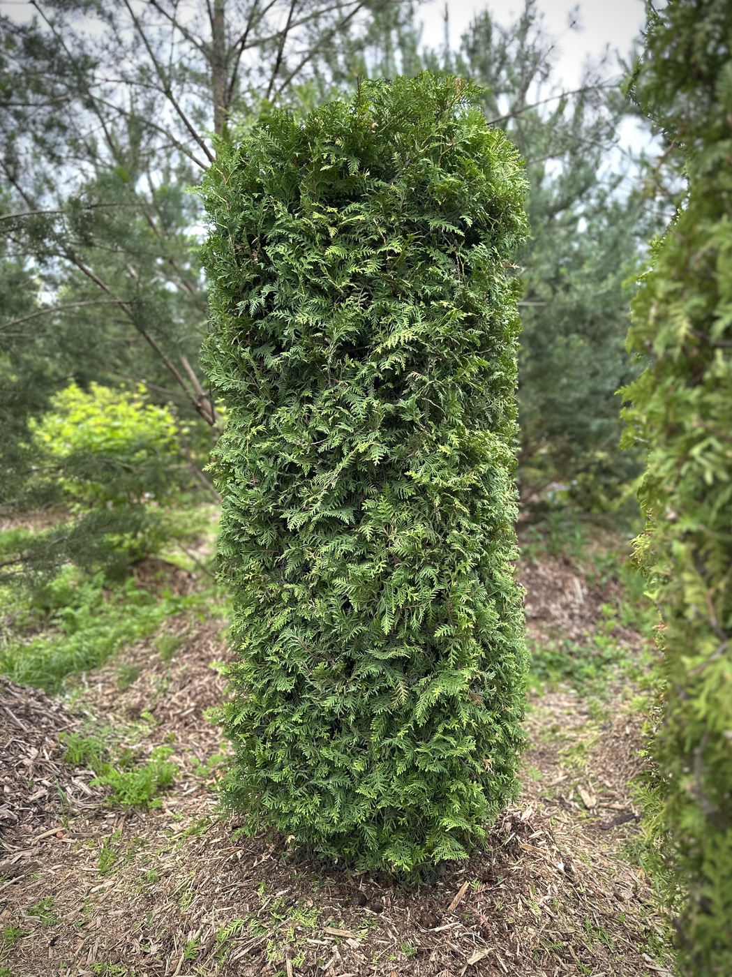 ★Туя западная `Brabant` (Н200-225 L70 W70) БЖИ WRB