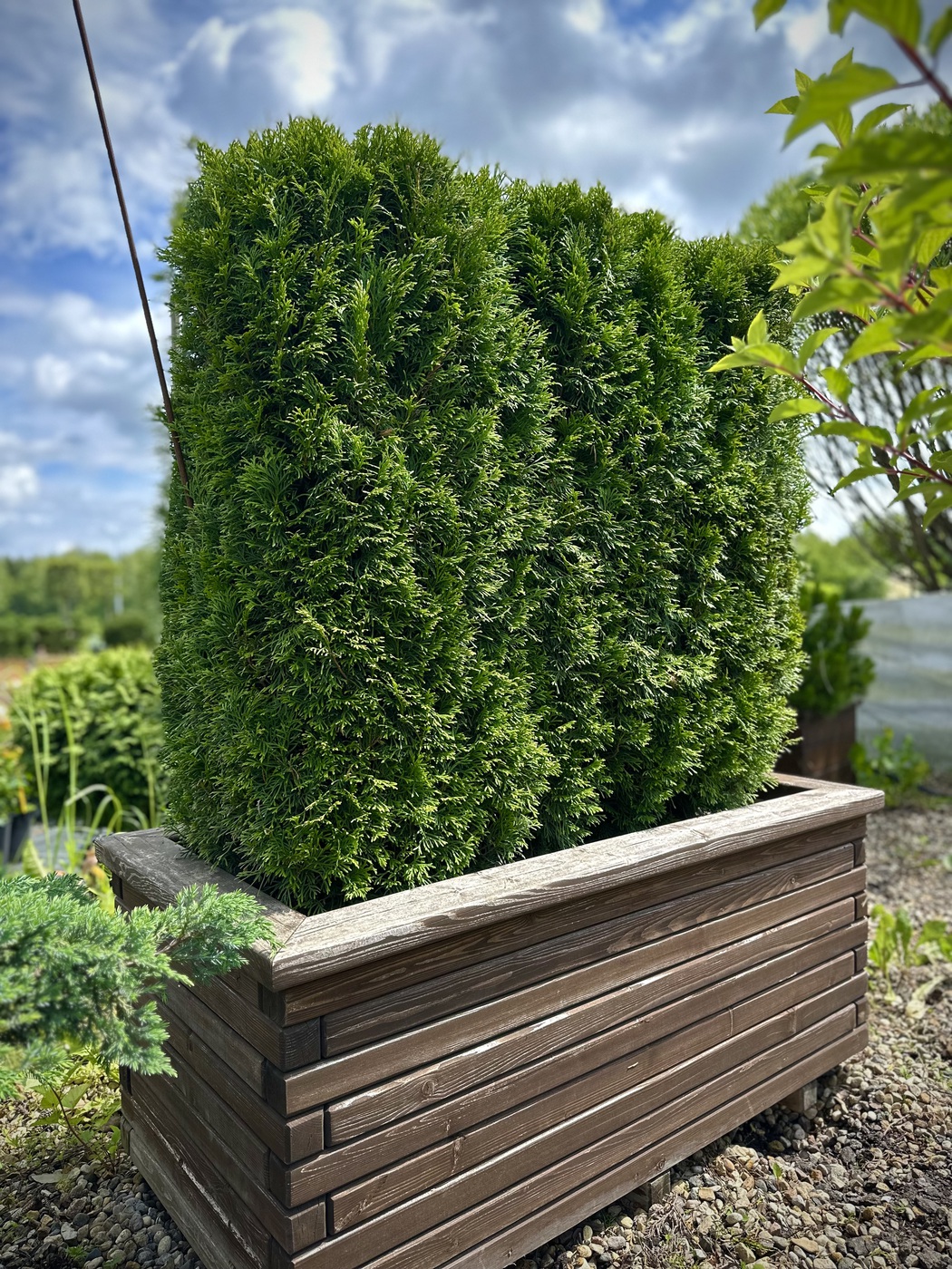 ★Туя западная `Smaragd` (H110 L110 W40) БЖИ в кашпо