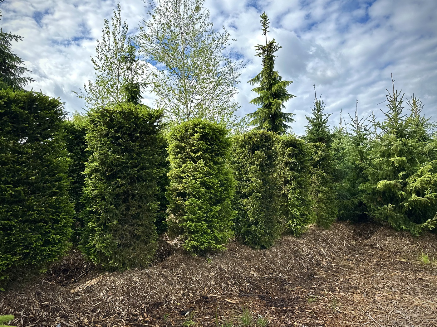 Ель обыкновенная (Н200 L70 W70) БЖИ 1ГР