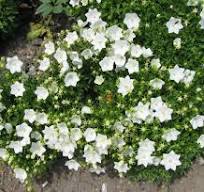 ✿Колокольчик карпатский (белый) С3