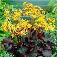 ✿Бузульник `Othello` С3