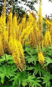 ✿Бузульник Фишера С3