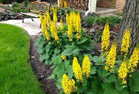 ✿Бузульник `The Rocket` С3