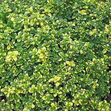 ✿Тимьян лимоннопахнущий `Donne Valley` C3