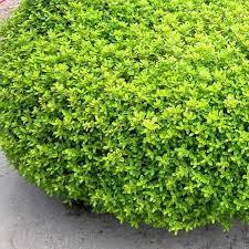 ✿Тимьян лимоннопахнущий `Lemon` C3