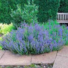 ✿Иссоп лекарственный (голубой) С3