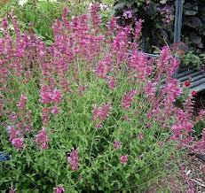 ✿Иссоп лекарственный (розовый) C3