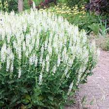 ✿Иссоп лекарственный (белый) C3