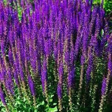 ♛Шалфей дубравный Карадонна (Caradonna) С3