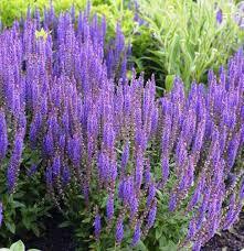 ✿Шалфей дубравный С3