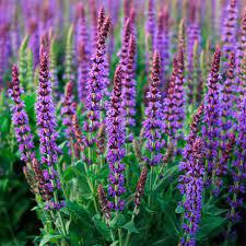 ✿Шалфей дубравный `West-Friesland Violet` С3