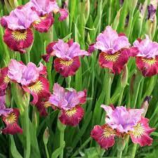 ✿Ирис сибирский `Miss Apple` C3