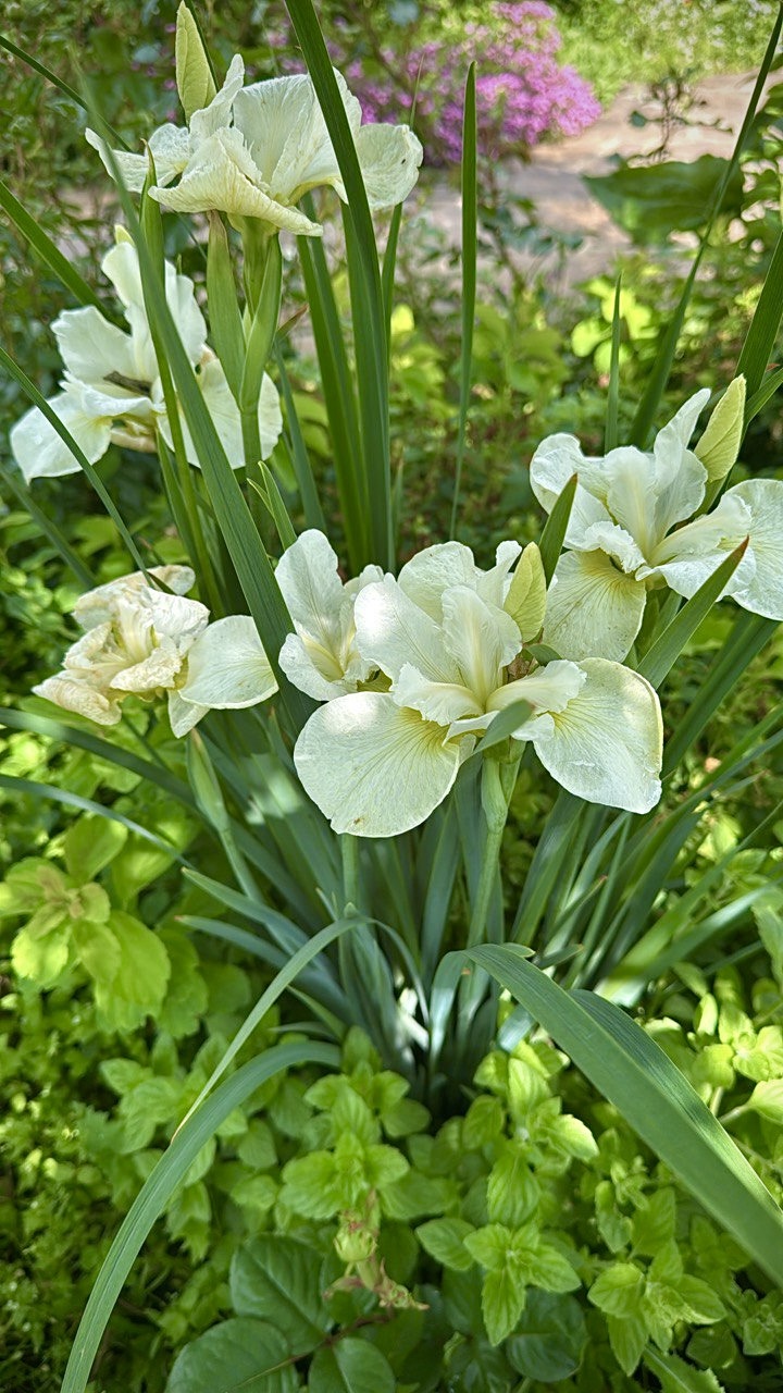 ✿Ирис сибирский `Gull`s Wing` C3