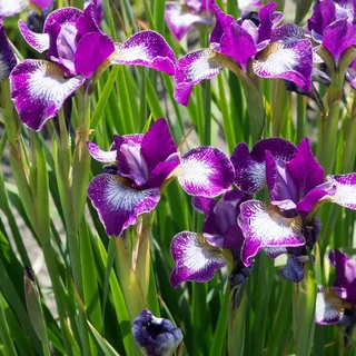 ✿Ирис сибирский `Currier` C3